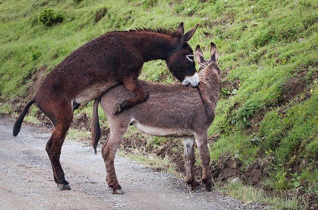 Foto de un burro macho a dos patas sobre la cadera de una burra mientras le muerde el cuello en mitad de un camino de tierra en medio del campo